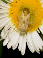 Beetle.jpg