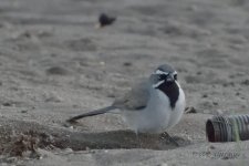 bird-a4-4-15-cr.jpg