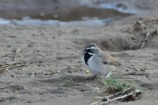 bird-c4-4-15-cr.jpg
