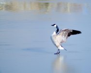 _DSC8260-DuckHuntingJesseLake-0048.jpg