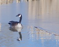 _DSC8273-DuckHuntingJesseLake-0044.jpg