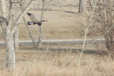 _DSC8313-DuckHuntingJesseLake-0026.jpg