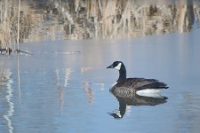 DSC_4042-GlennaDuckHuntingJesseLake-0025.jpg