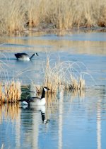 DSC_4057-GlennaDuckHuntingJesseLake-0020.jpg