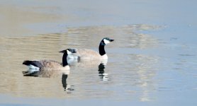 DSC_4061-GlennaDuckHuntingJesseLake-0017.jpg