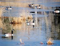 DSC_4059-GlennaDuckHuntingJesseLake-0019.jpg