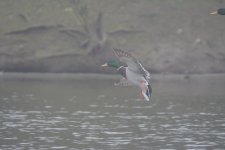 DSC_7196_01.JPG