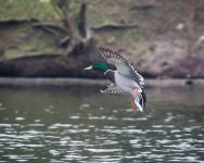 DSC_7196.jpg