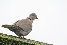 DSC_7185.jpg