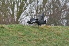 DSC_7168.jpg