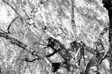 Birch b&w 1.jpg