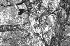Birch b&w 2.jpg