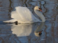DSC_1520-1.jpg