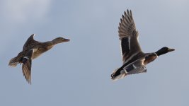 DSC_1464.jpg