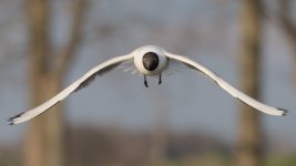 DSC_1367-1.jpg