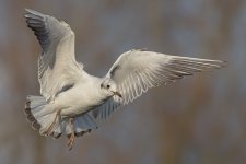 DSC_1379.jpg