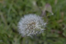 dandelion.jpg