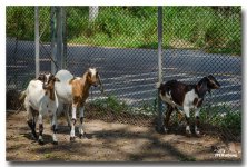 sheep-1-FrameShop.jpg