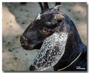 sheep-3-FrameShop.jpg