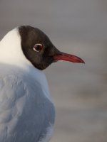 DSC_1499-1.jpg