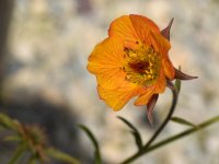 OrangeFlower.jpg