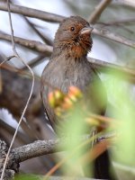 Towhee.jpg