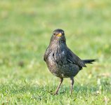 DSC_7203.jpg