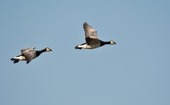 DSC_7255.jpg