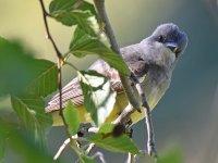Kingbird5.jpg