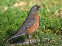 Robin4.jpg