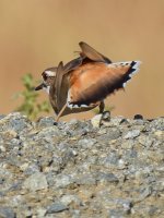 Killdeer8.jpg