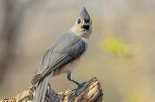 20150402-4-2 birds-2585.jpg