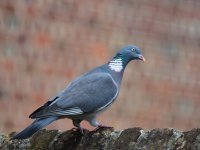 DSC_1582.jpg