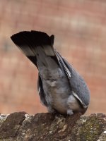 DSC_1576.jpg