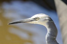 15B_0855_webshot.jpg