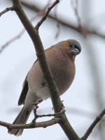 DSC_1589-1.jpg