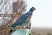 DSC_7330.jpg