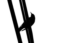 Bird on a Wire.jpg