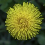 DSC_4232.jpg