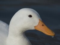 DSC_1722.jpg
