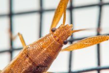 20150409-20150409-SHM_7477.jpg