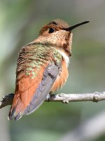 Hummer2.jpg