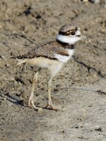 Killdeer2.jpg