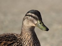 DSC_1678.jpg