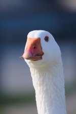 DSC_1680.jpg