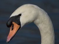 DSC_1686.jpg