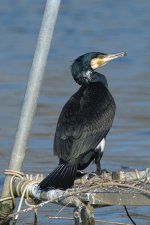 DSC_1690.jpg