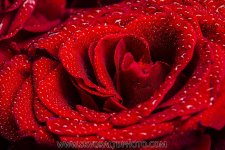 Macro-Red-Rose-2.jpg