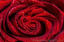 Macro-Red-Roses-5.jpg