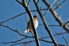 DSC_7416.jpg